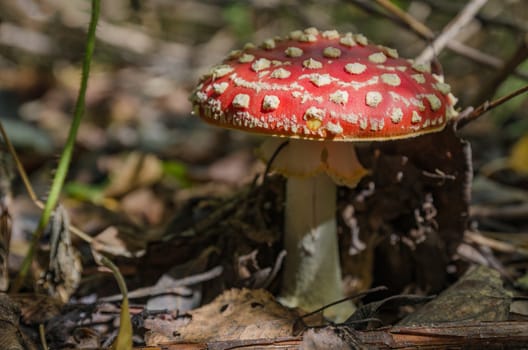 Mushrooms in the forest in early autumn, mushroom pickers collect