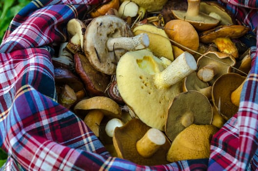Mushrooms in the forest in early autumn, mushroom pickers collect