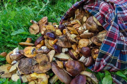 Mushrooms in the forest in early autumn, mushroom pickers collect