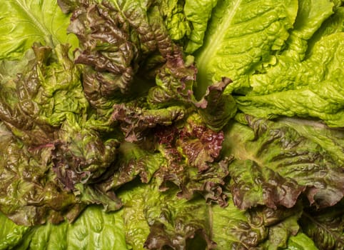 Fresh lettuce, close up. Corrugated leaves on entire background