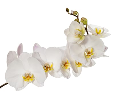 White orchid flowers