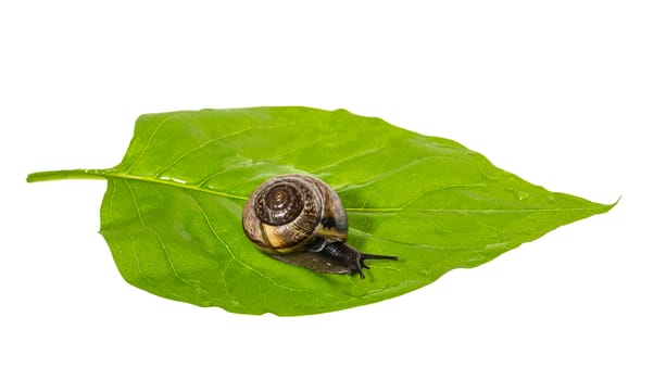 Snail on a leaf