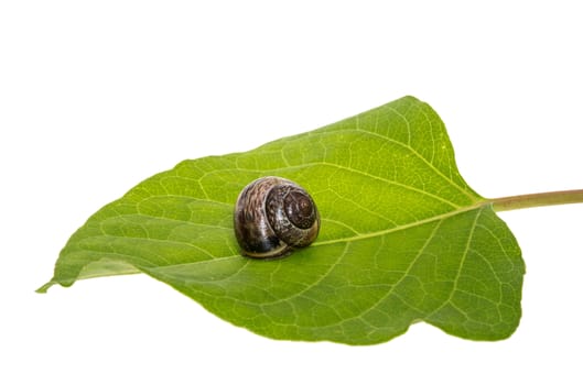 Snail on a leaf