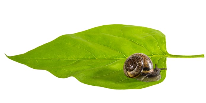 Snail on a leaf