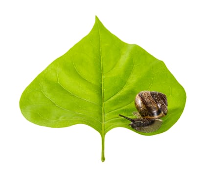 Snail on a leaf