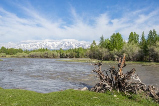 The mountain river, against the woody mountains, originating from a thawing glacier. Western Siberia, Altai mountains.