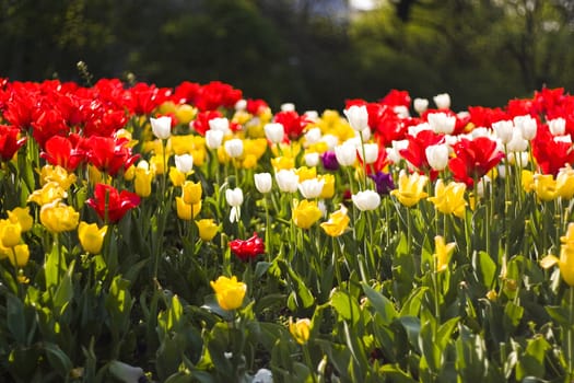 A closeup of red, yellow and white tulips, blooming in a garden. Colorful flowers