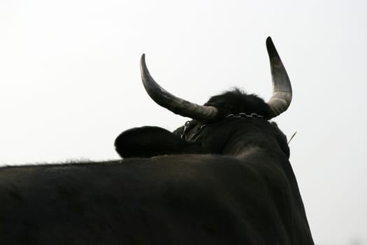 Cow horns silhouetted against white.