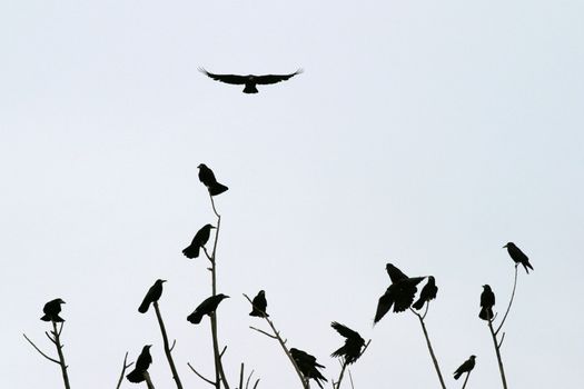 Group of crows.