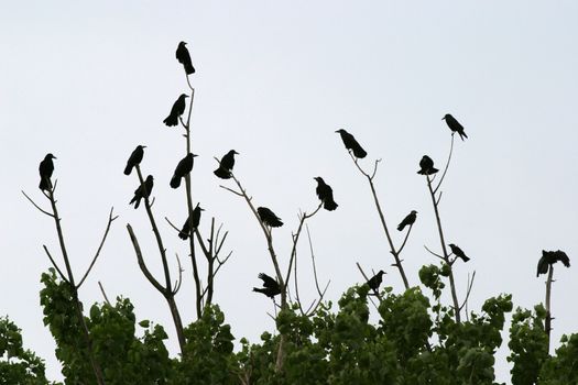 Group of crows sitting on a tree top.