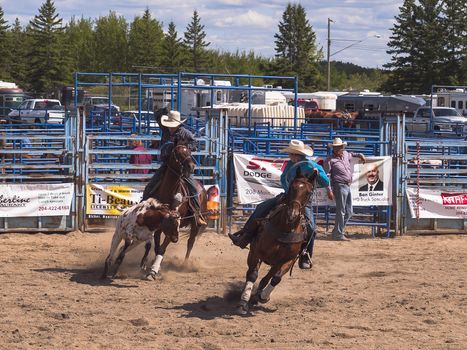 Rodeo.  Kovboii trying to young Angus lassos.  Winnipeg, Manitoba, Canada.