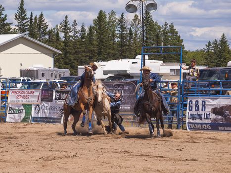 Rodeo.  Cowboy trying to hold on to a wild horse.  Winnipeg.  Canada