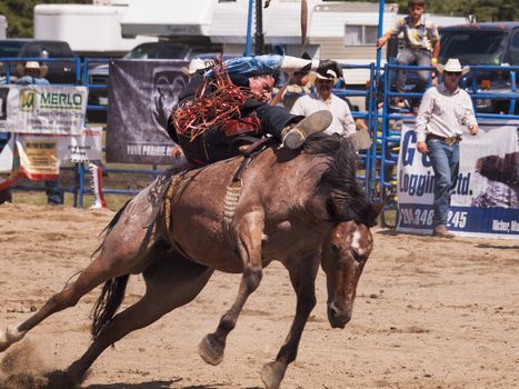 Rodeo.  Cowboy trying to hold on to a wild horse.  Winnipeg.  Canada