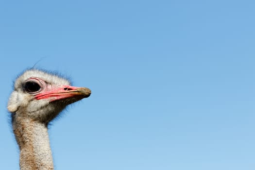 I am The Ostrich - Struthio camelus - The ostrich or common ostrich is either one or two species of large flightless birds native to Africa.