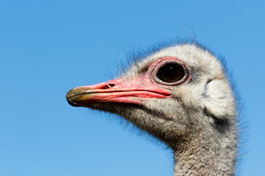 Now thats a close up of The Ostrich - Struthio camelus - The ostrich or common ostrich is either one or two species of large flightless birds native to Africa.