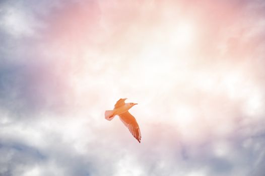 An image of snow geese in flight