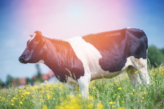 An image of cows graze on the green meadow