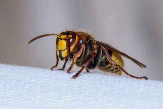 European hornet is a very large wasp