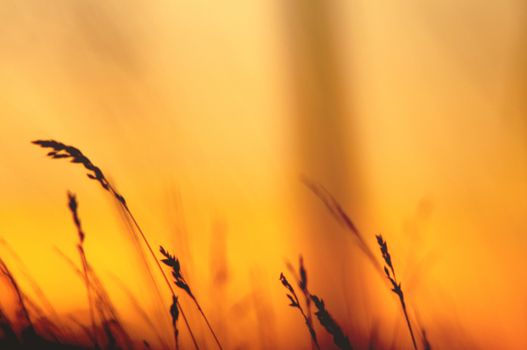 An image of grass silhouette at sunset