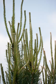an image of green leaf background