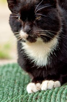 An image of a beautiful black cat at home.