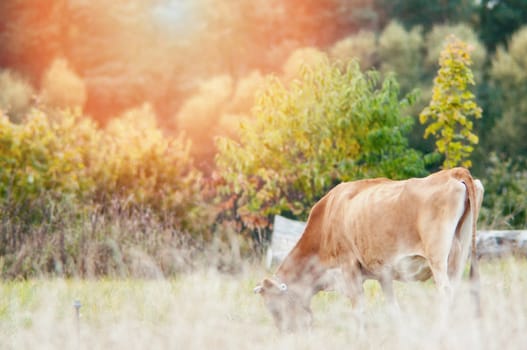 An image of cows graze on the green meadow