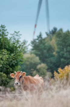 An image of cows graze on the green meadow