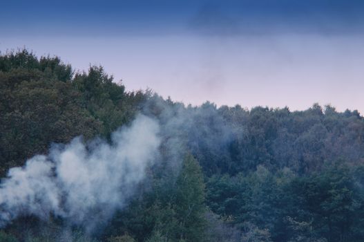Smoke and flame in the forest