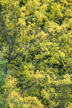 an image of green leaf background