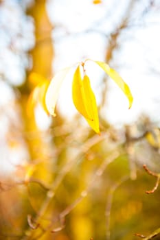 An image of Beautiful autumn yellow leaves