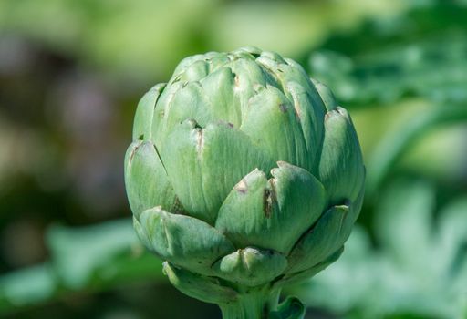 Artichoke is very high on antioxidant substances'