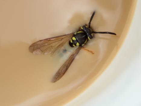 Wasp has landed in the coffe cup