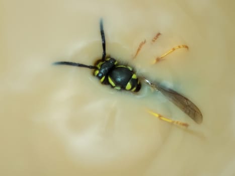 Wasp has fallen into the coffe with milk