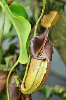 Nepenthes villosa also known as monkey pitcher plant