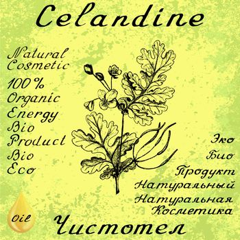 Greater celandine hand drawn sketch botanical illustration. Vector illustation. Medical herbs. Lettering in English and Russian languages. Grunge background. Oil drop