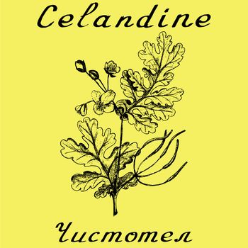 Greater celandine hand drawn sketch botanical illustration. Vector illustation. Medical herbs. Lettering in English and Russian languages