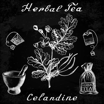 Greater celandine hand drawn sketch botanical illustration. Utensils for tea. Vector illustation. Medical herbs. Effect of chalk board. Grunge background