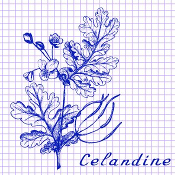 Greater celandine. Botanical drawing on exercise book background. Vector illustration. Medical herbs