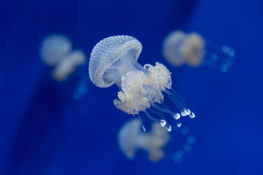 medusa jellyfish underwater diving photo egypt red sea