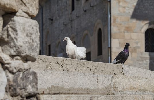 White and black pigeons on stairs in front of a massive building in the background.