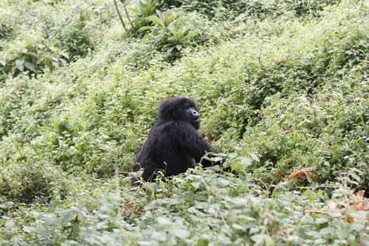 Wild Gorilla animal Rwanda Africa tropical Forest