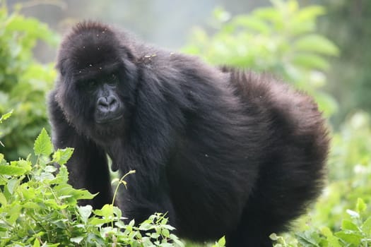 Wild Gorilla animal Rwanda Africa tropical Forest