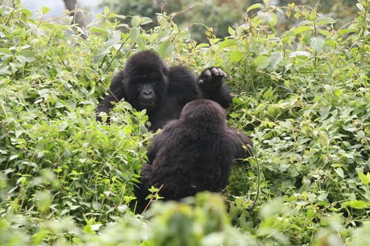 Wild Gorilla animal Rwanda Africa tropical Forest