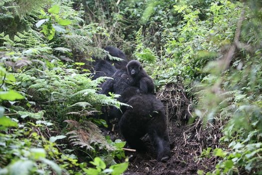 Wild Gorilla animal Rwanda Africa tropical Forest