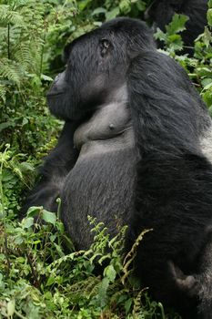 Wild Gorilla animal Rwanda Africa tropical Forest