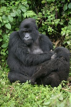 Wild Gorilla animal Rwanda Africa tropical Forest