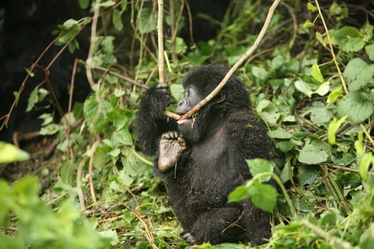 Wild Gorilla animal Rwanda Africa tropical Forest