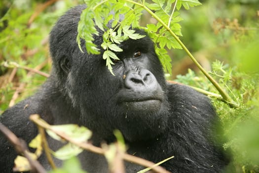 Wild Gorilla animal Rwanda Africa tropical Forest