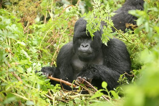 Wild Gorilla animal Rwanda Africa tropical Forest