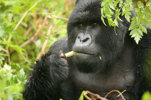 Wild Gorilla animal Rwanda Africa tropical Forest